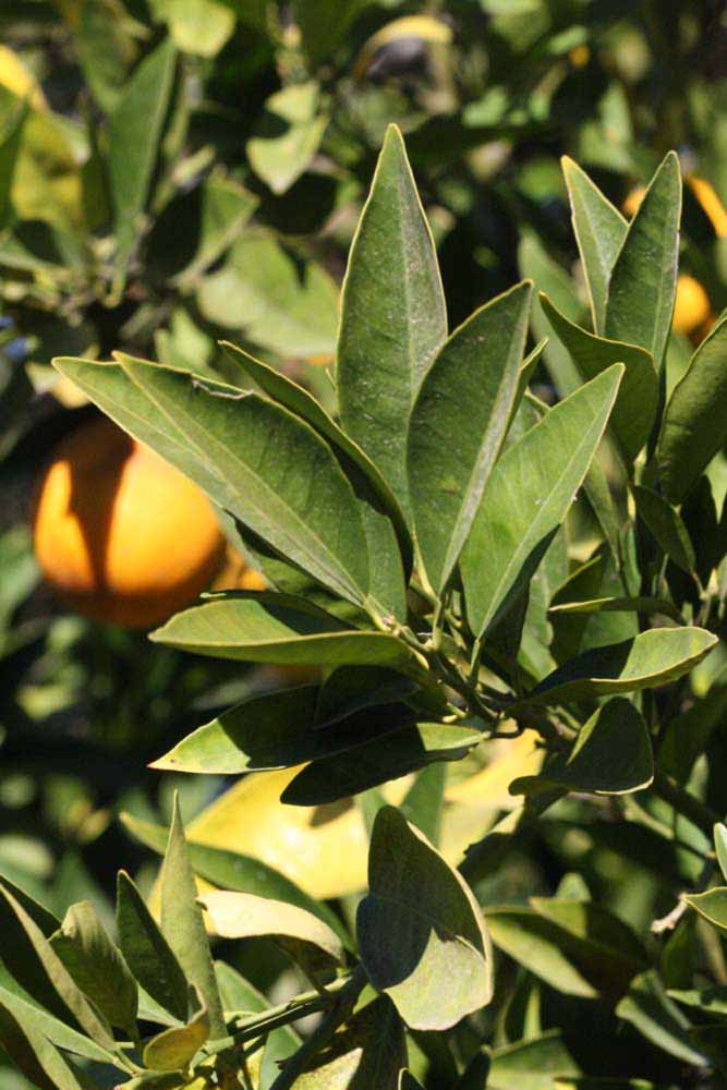            Sun leaves (Riverside, CA)   